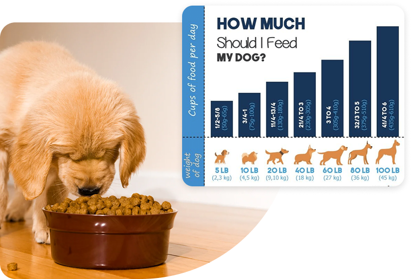 Tailored nutrition for furry friend